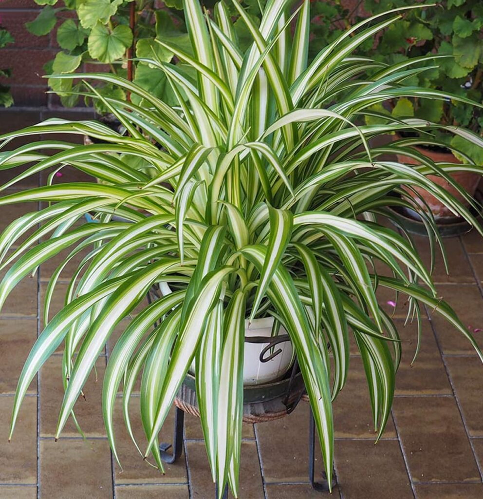 The most resistant purifying plant for indoors