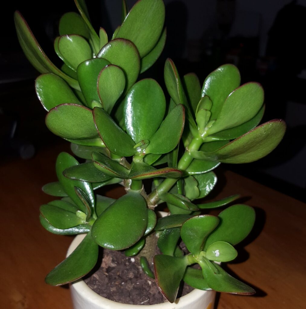 HOW TO MAKE THE JADE TREE BLOOM: BRING BEAUTY AND HAPPINESS TO OUR HOME