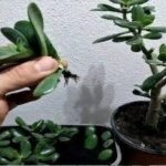 Jade tree, with just a spoonful of this ingredient it blooms beautifully