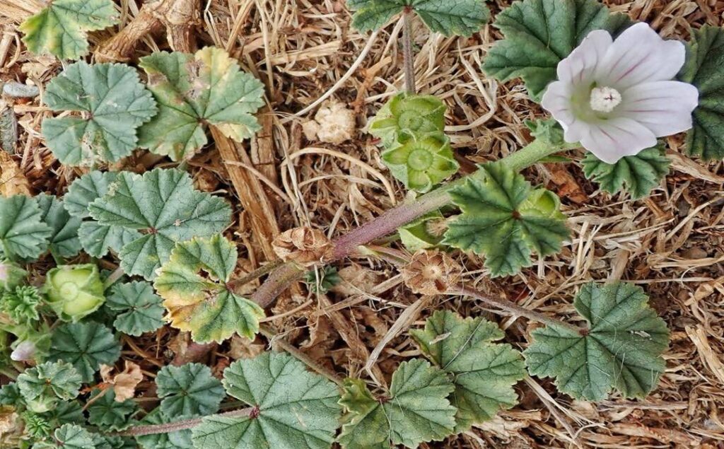 Exploring the Health and Medical Benefits of Common Mallow