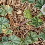 Exploring the Health and Medical Benefits of Common Mallow