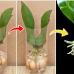 A Quick Way to Grow and Bloom Your Orchid: Propagating from a Leaf