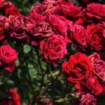 Roses in the garden, the secret of large and luxuriant flowers: everyone will envy you