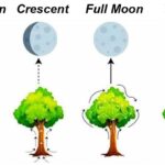 Planting by the Moon’s Phases: An Enlightened Approach to Agriculture