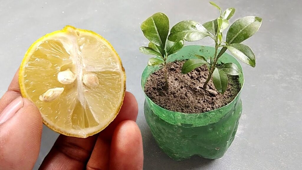 How to germinate lemon seeds, the infallible tactic of every nurseryman revealed