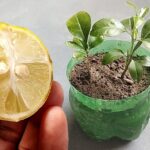 How to germinate lemon seeds, the infallible tactic of every nurseryman revealed