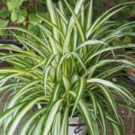 Falangio, the “spider plant” that purifies the air in the house