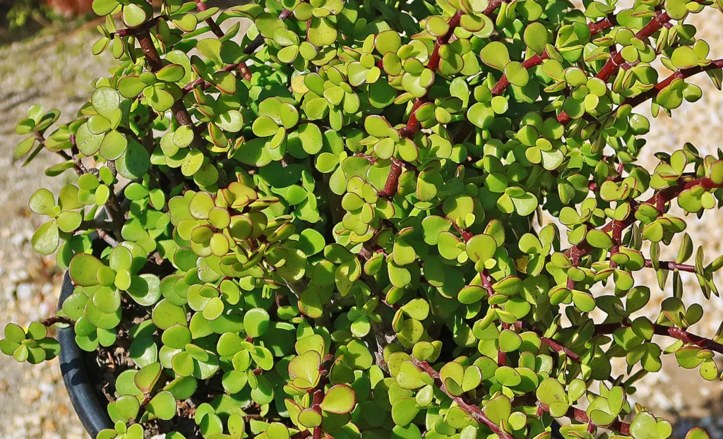 Treats both kidneys and lungs and purifies the blood. Easy to grow, both in pots and in flowerbeds.