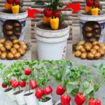 How to properly grow peppers in pots