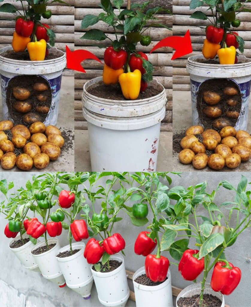 How to properly grow peppers in pots