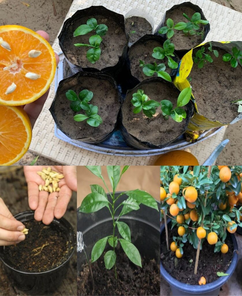 How to Grow Tangerines in Pots and Have an Endless Supply