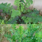 Common wild lettuce: people consider this plant bad but it is actually a treasure