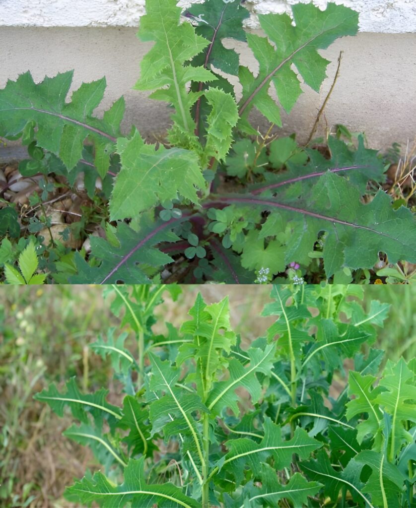 Common wild lettuce: people consider this plant bad but it is actually a treasure