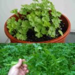 Parsley in abundance, a single twig is enough to multiply it infinitely: the method