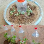 The perfect method for watering plants when we are on vacation. For vegetable gardens and potted plants