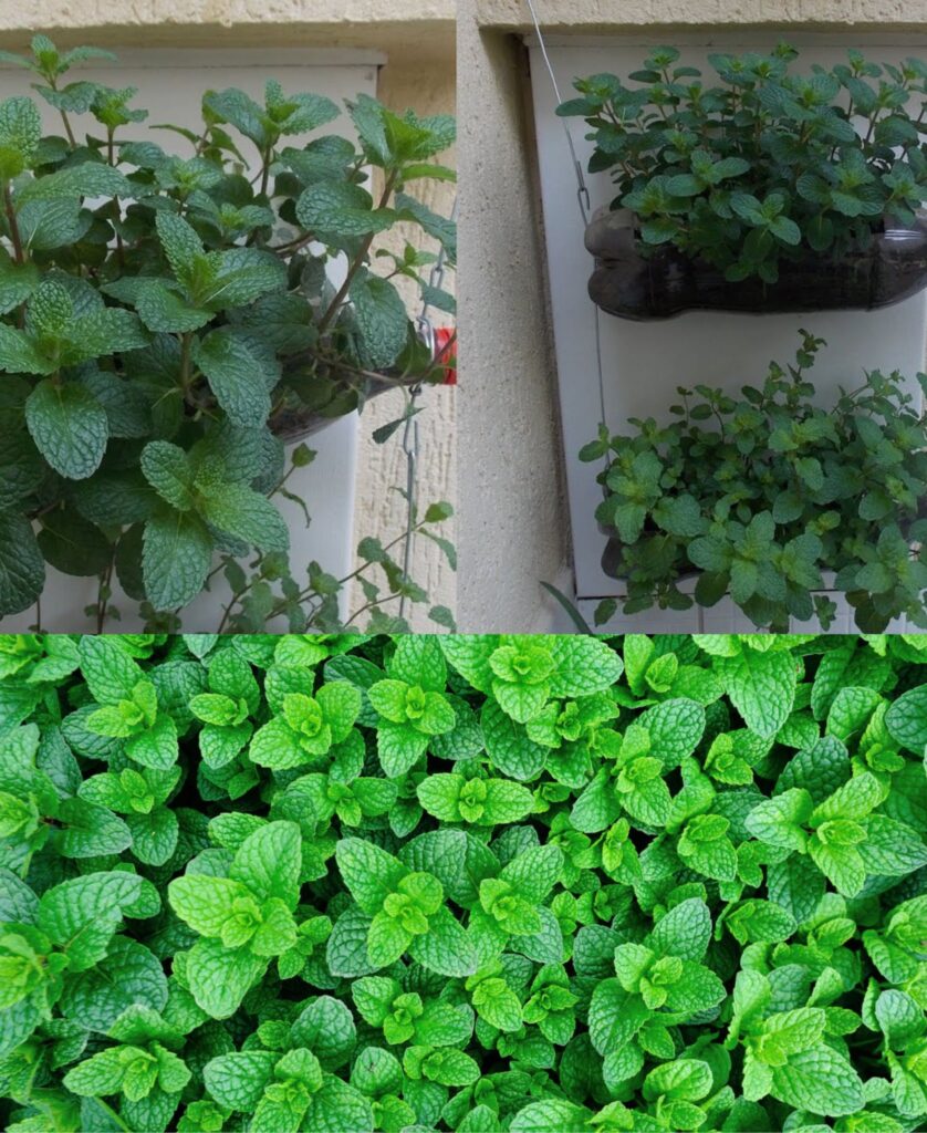 I no longer buy mint: I grow it like this on the balcony and it is very fragrant.