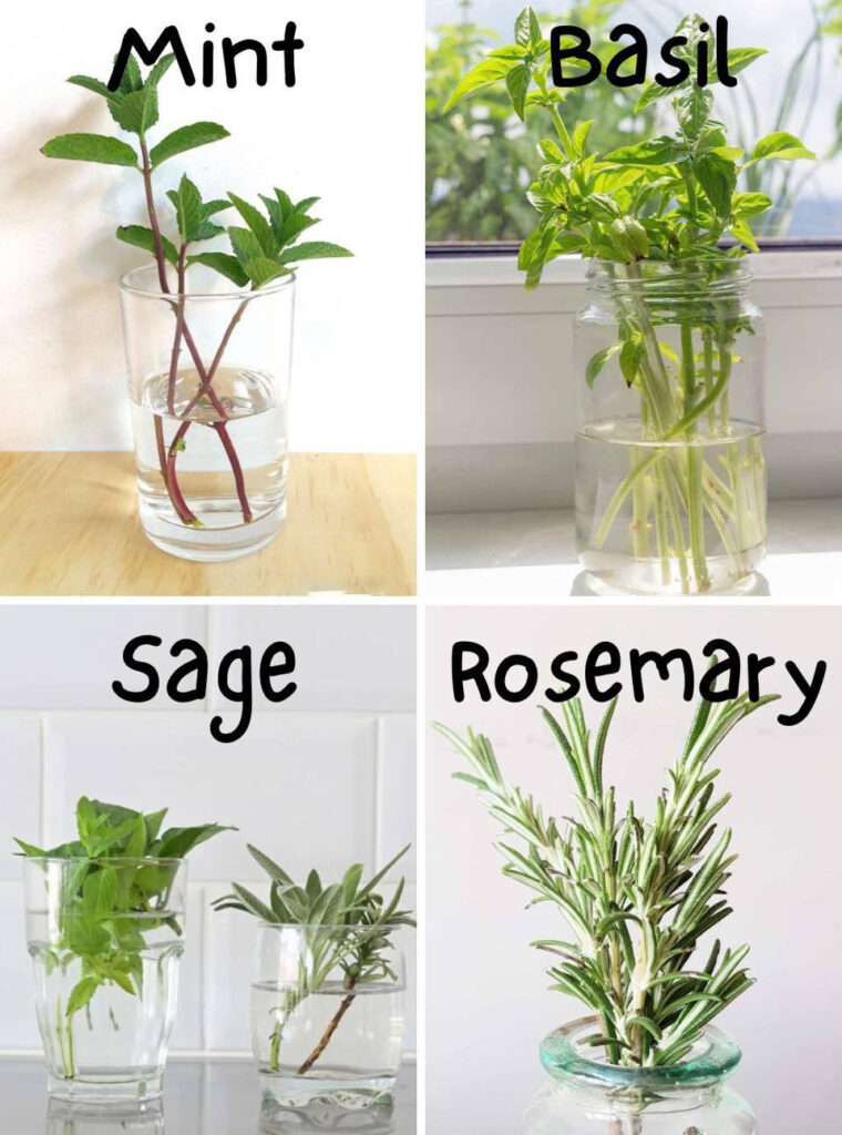 12 Herbs you Can Grow With Just Water all Year Round