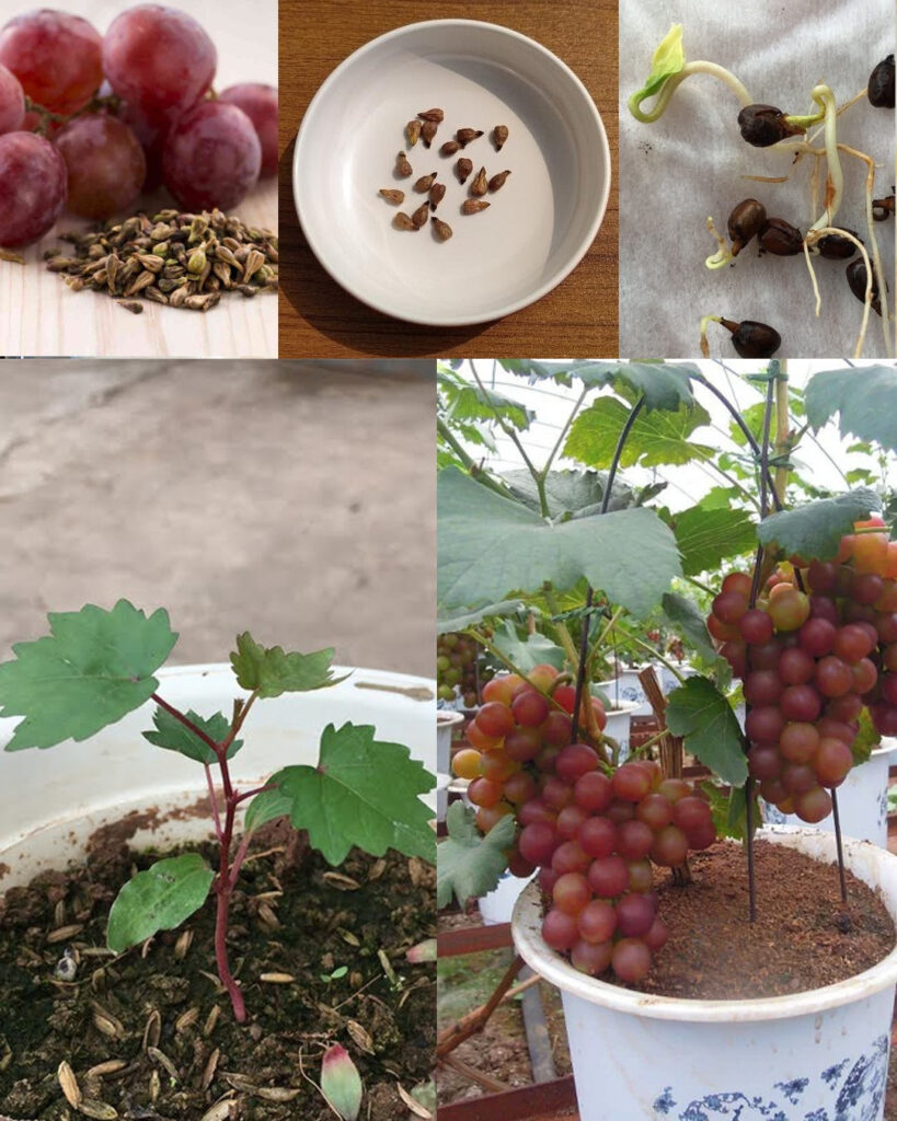 Learn to grow grapes at home, it’s easier than it seemss