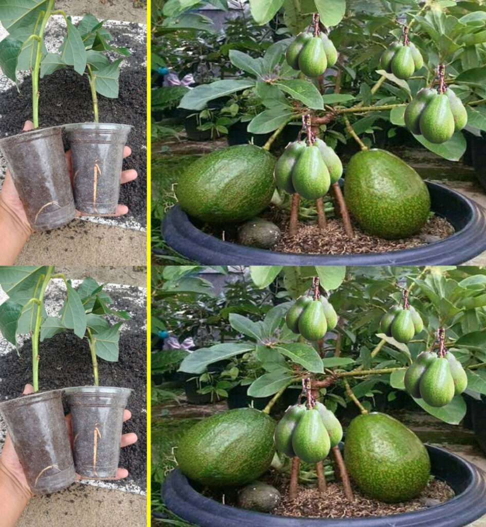 Growing Avocados at Home: A Step-by-Step Guide