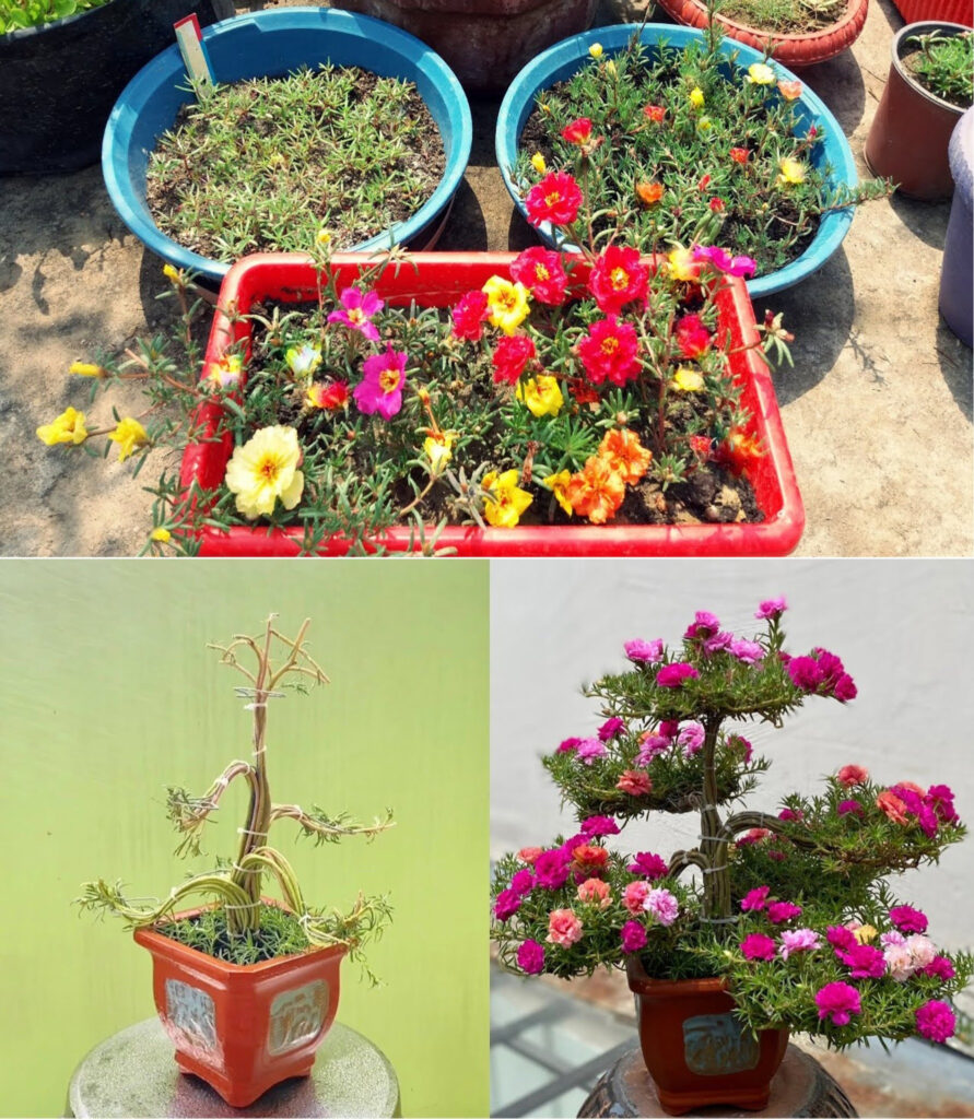 Everything You Need to Know About Portulaca Flower