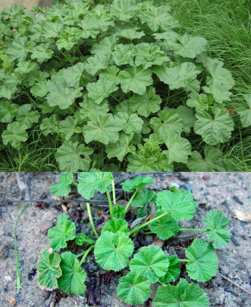 Most people say it’s a weed, but no, this plant is a real treasure