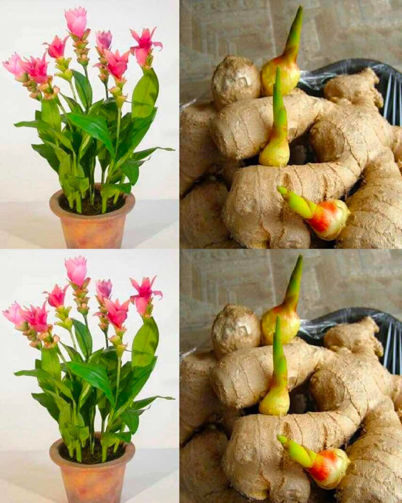 Steps How to Grow an Endless Supply of Ginger in Potss