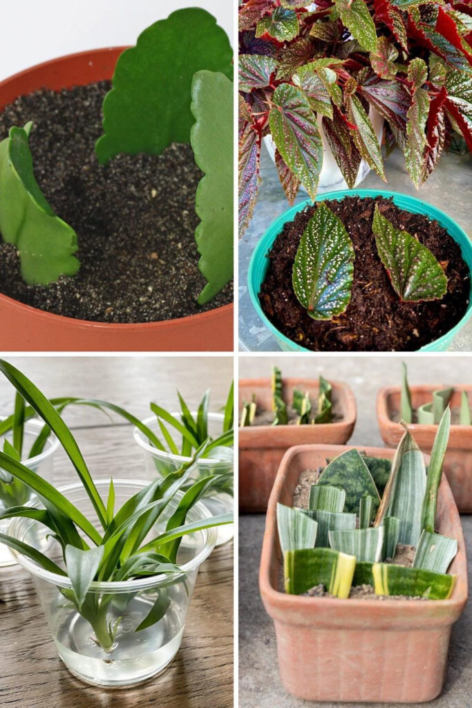 Never Throw Leaves of These 8 Plants! They’ll Grow!