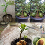 9 Tips for Growing Avocado in a Pot and for it to bear fruit