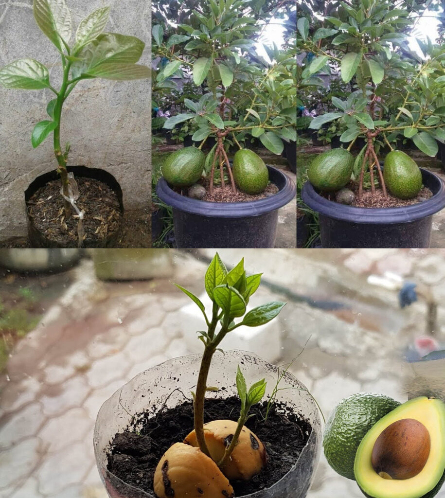 9 Tips for Growing Avocado in a Pot and for it to bear fruit