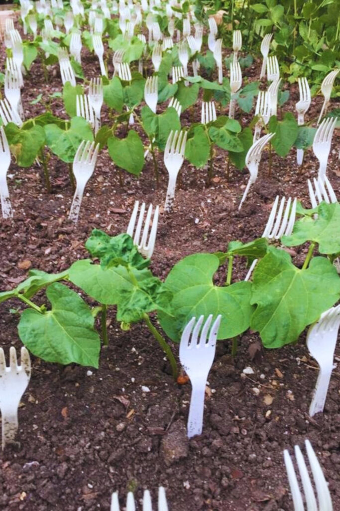 How to Use Plastic Forks to Keep Animals Out of Your Garden – It WORKS!