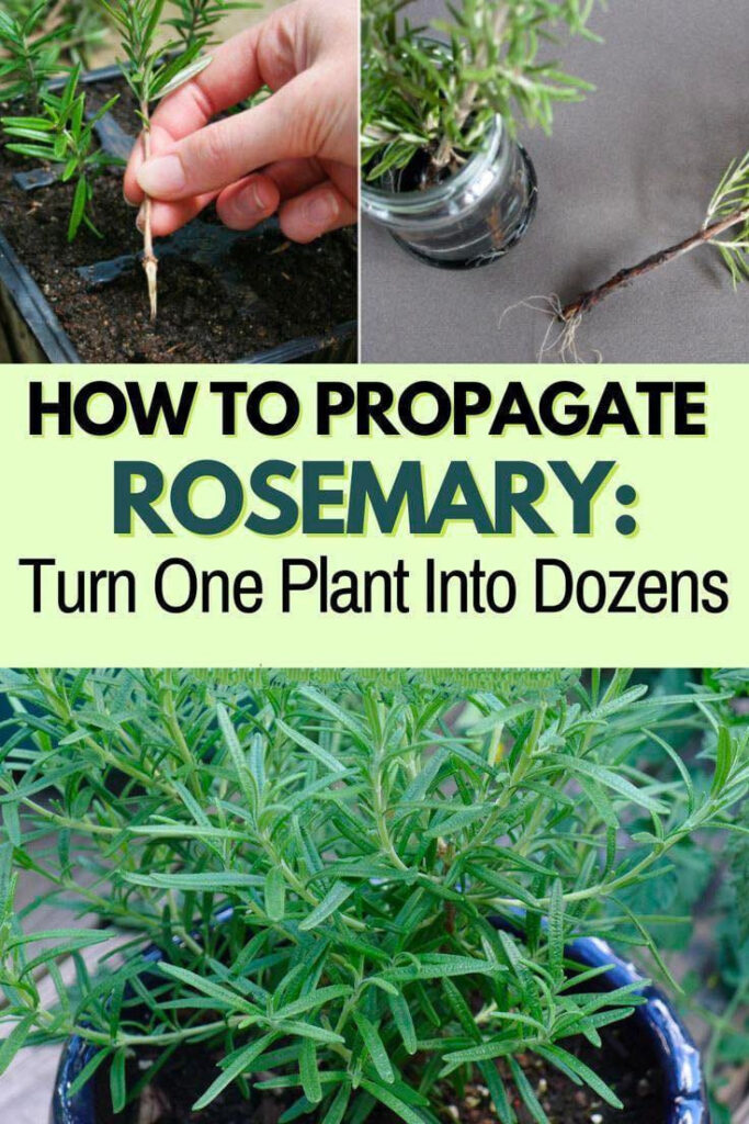 How To Propagate Rosemary: Turn One Plant Into Dozens-