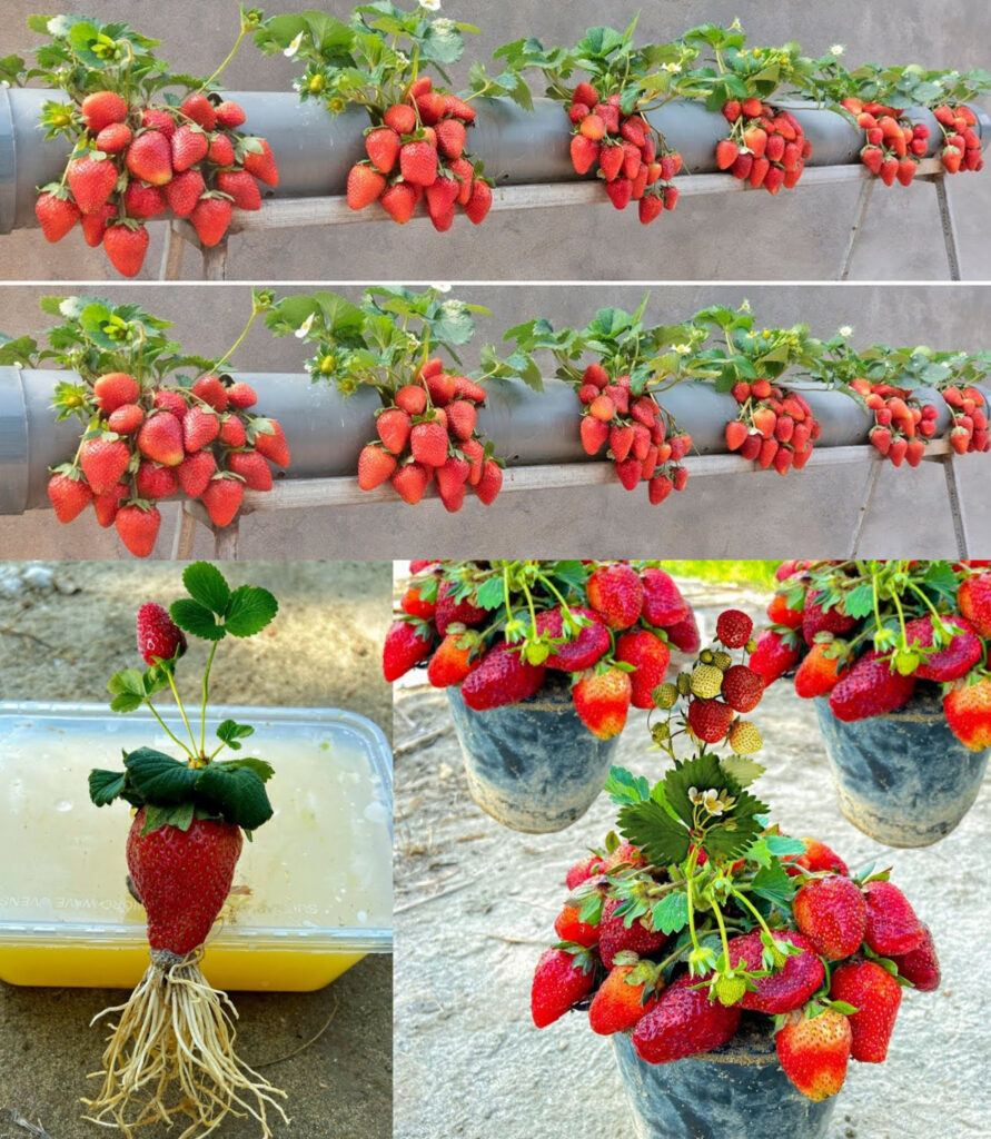 Here’s how to grow strawberries at homes