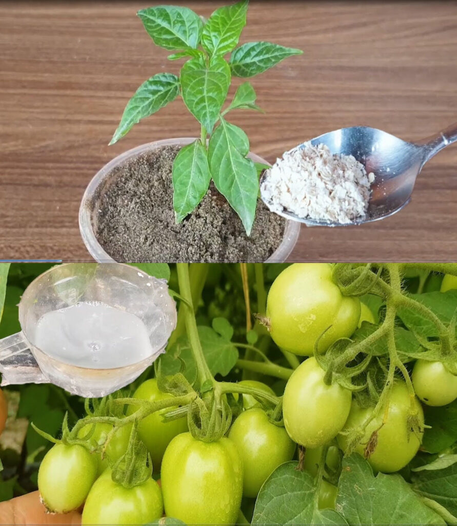 Why should you pour a tablespoon of baking soda on plants? A powerful trick that solves 5 big problems