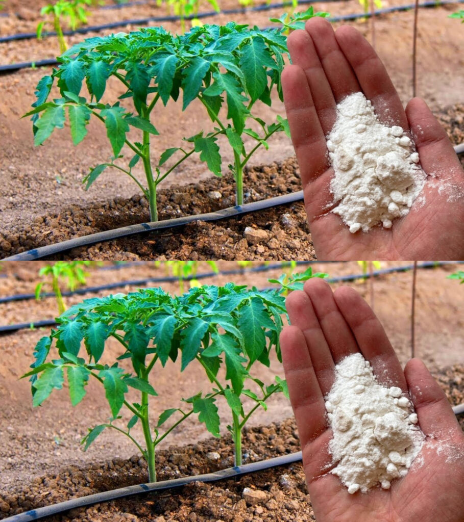 10 Clever Uses for Baking Soda in the Garden