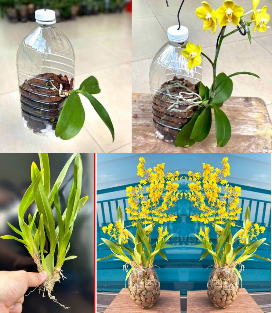 The biggest mistakes in growing orchids: never do this, so as not to ruin the flower