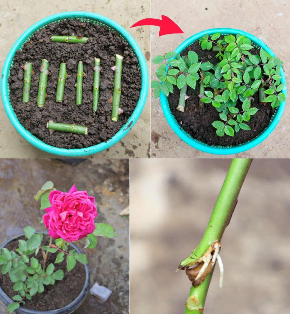 How to Propagate Roses with Potatoes for Quick Rooting