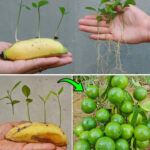 Unleashing the Magic: Lemon Seeds in Banana for Healthy Sproutingg