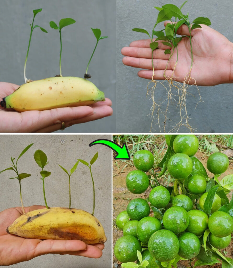 Unleashing the Magic: Lemon Seeds in Banana for Healthy Sproutingg