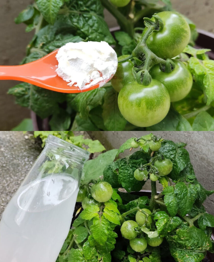 Why should you pour a tablespoon of baking soda on plants? A powerful trick that solves 5 big problems