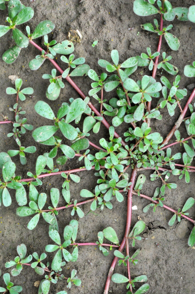 12 Reasons Why You Shouldn’t Pull Out Purslane and Should Use It Instead