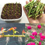 How to propagate roses from cuttings