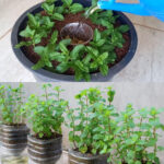 How to grow mint indoors: 3 growing methods forr