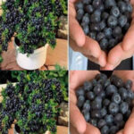 How to Plant and Grow Blueberries