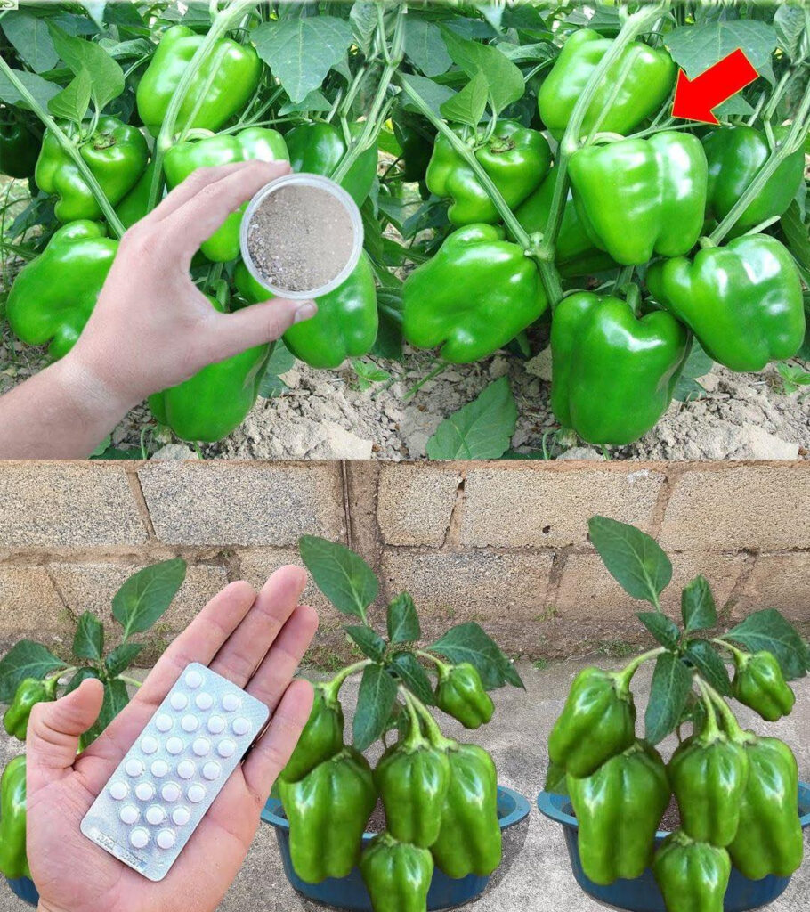 7 Tips for Growing Bell Pepperss