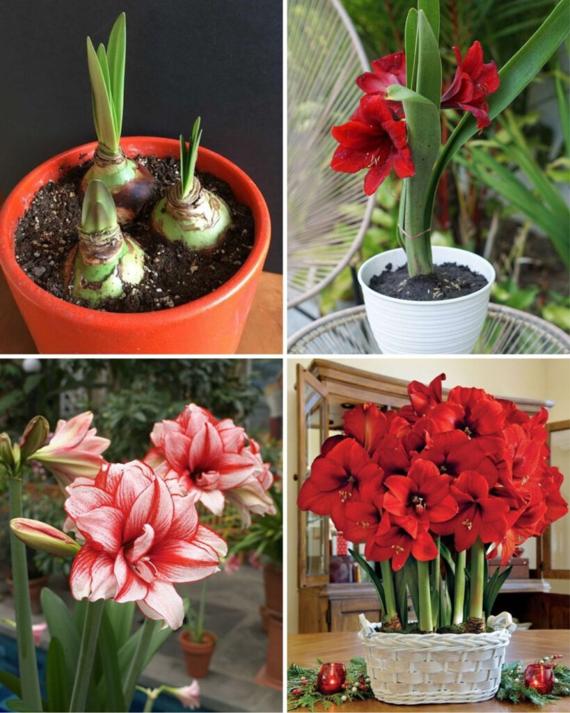 How To Care For Amaryllis And Enjoy Its Stunning Flowers Year After Year