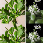 How to make a Jade Plant bloom to attract luck to your homes