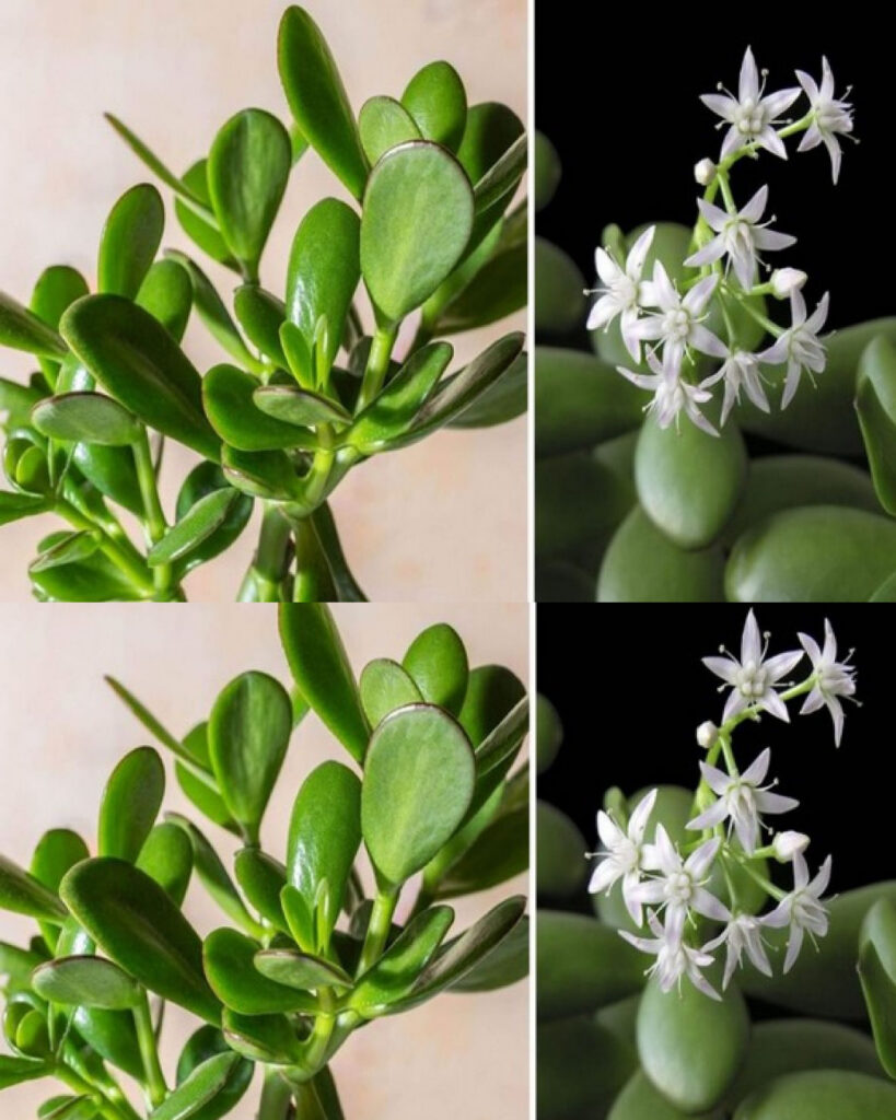 How to make a Jade Plant bloom to attract luck to your homes