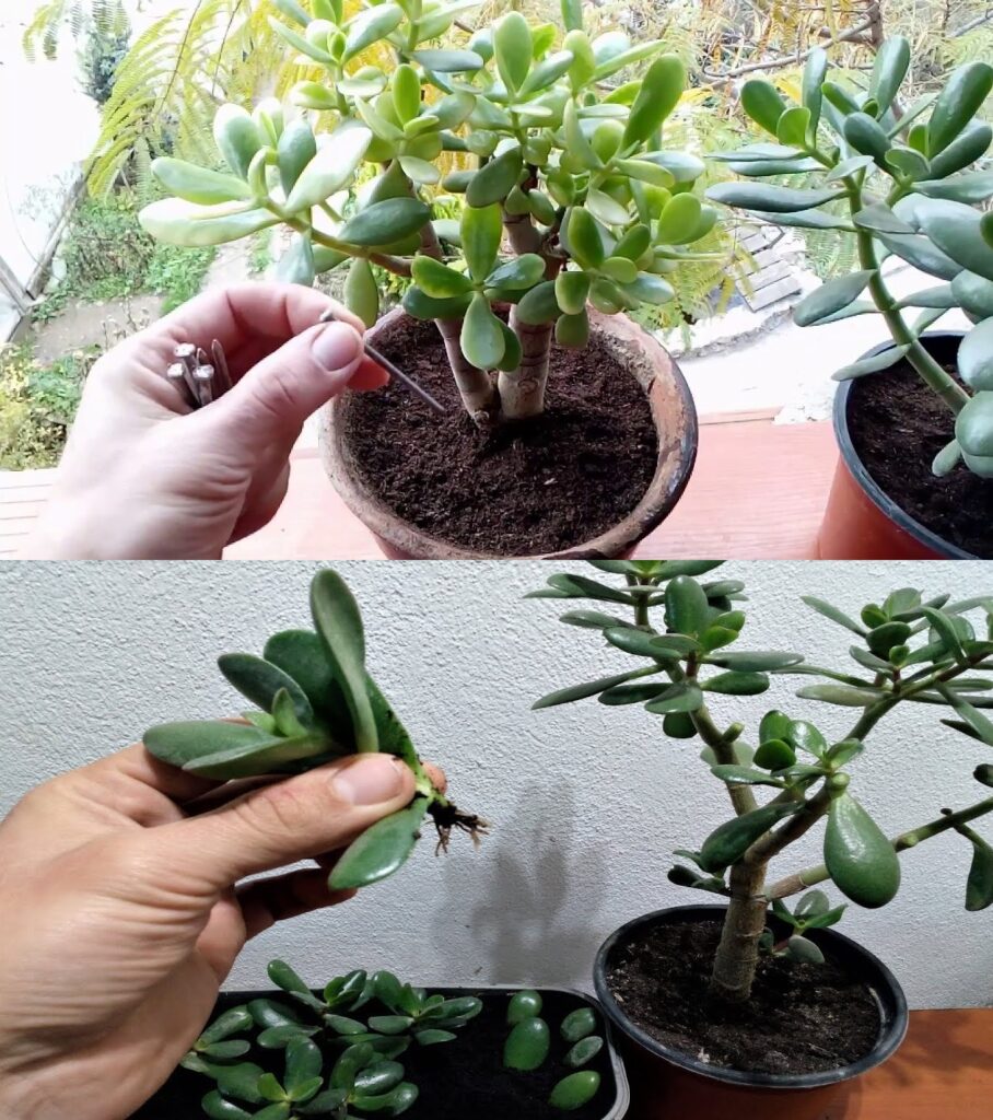 How to grow a Jade Tree from a leaf