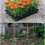 Reasons to Plant Marigolds & Tomatoes Together