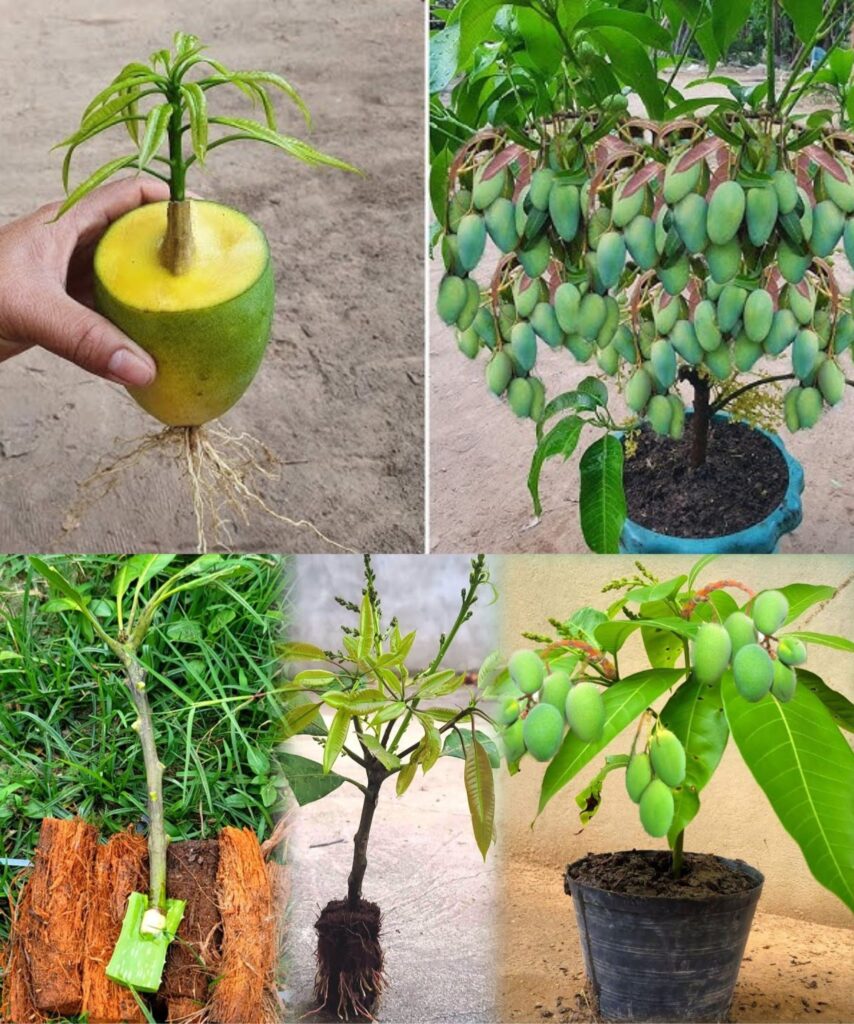 How to grow mango trees from mango leaves with 100% success